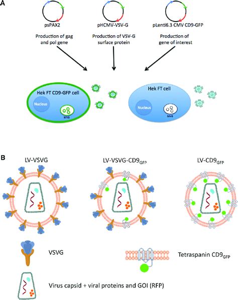 lv virus production|lvs production.